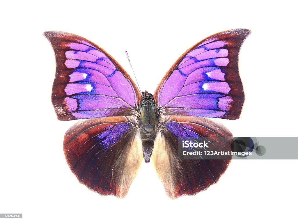 Nymphalidae: deslumbrante roxo Morpho Peleides - Foto de stock de Amarelo royalty-free