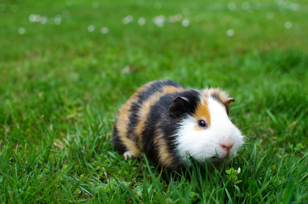 istock Grazing guinea pig on grass on a beautiful sunny spring day 1212641482