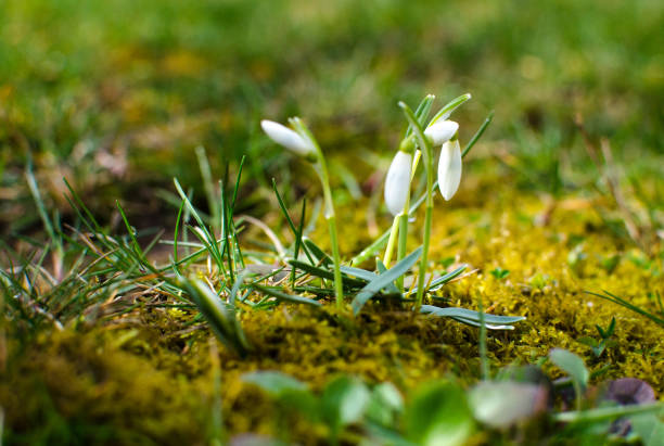 istock Little first spring flowers of snowdrops bloom outdoors in the spring 1212641484