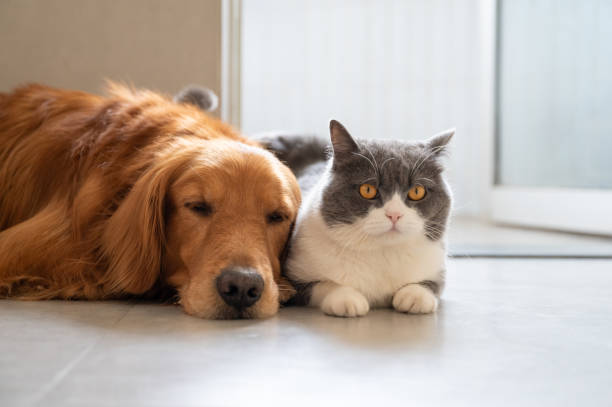 istock British shorthair and golden retriever 1212643181