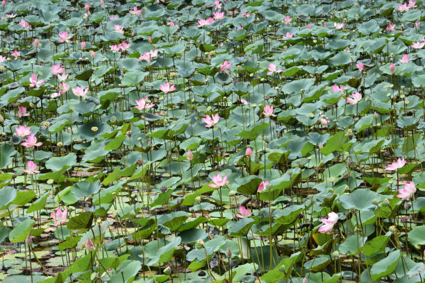 istock lotus pond in india 1212643446