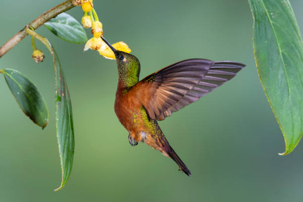 istock Southern Ecuador, Chestnut-breasted Coronet Hovering Under a Flower 1212645868