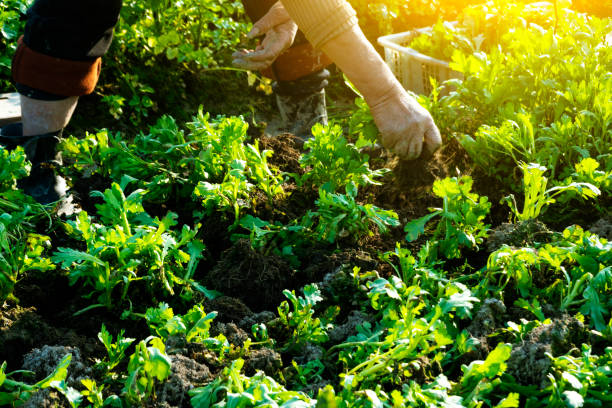 istock farmer picking crown daisy in the agriculture field 1212647163