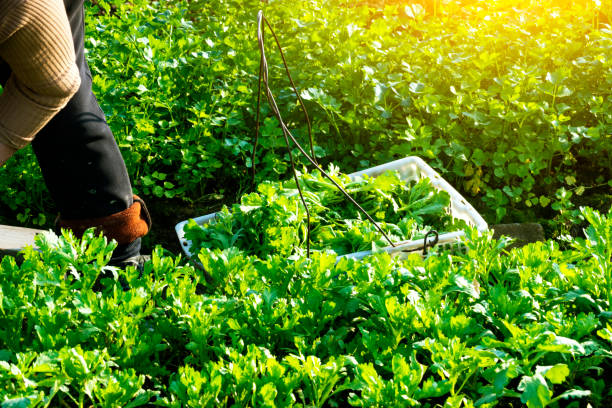 istock farmer picking crown daisy in the agriculture field 1212647178