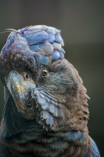 Close up portrait of a red Tailed Black Cockatoo also known as Banks Black Cockatoo.