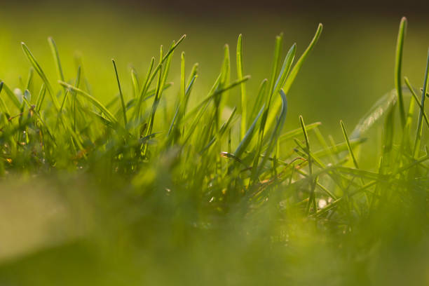 Close up of fresh thick grass