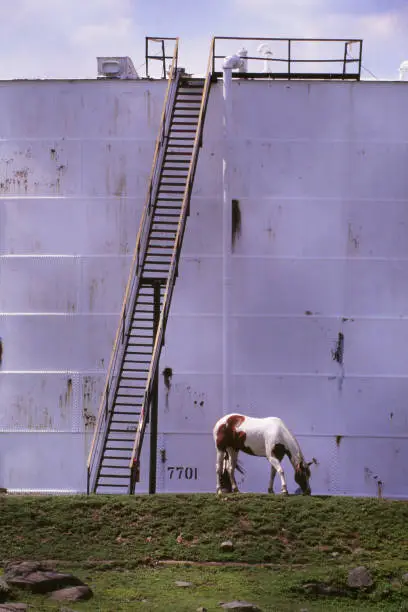 A lone horse grazes in front of a large oil storage tank in Bayonne, NJ