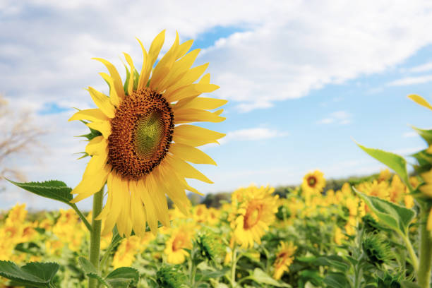 istock Sunflower in winter. 1212649185
