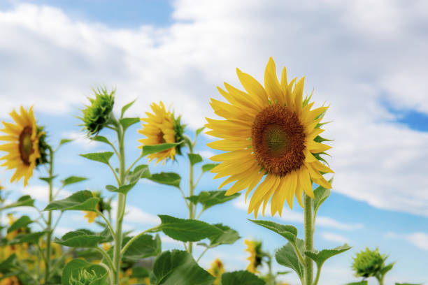 istock Sunflower in winter with beautiful. 1212649196
