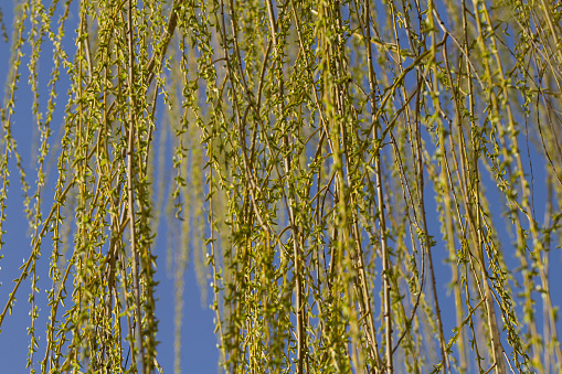 Bloom willow in early spring , close up. Background