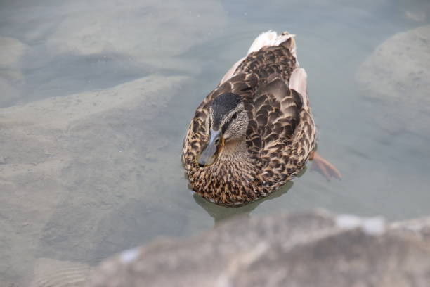 istock A duck in a clear water lake in Switzerland 1212650065