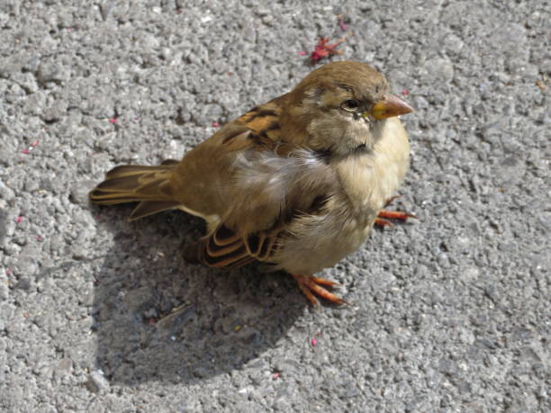istock Female Sparrow in Switzerland 1212650370
