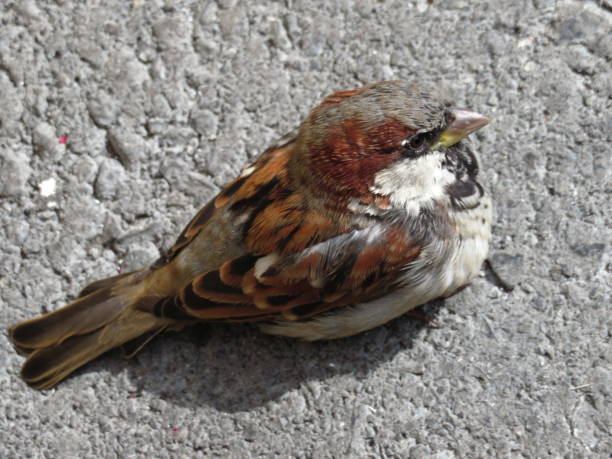 istock Male Sparrow in Switzerland 1212650385