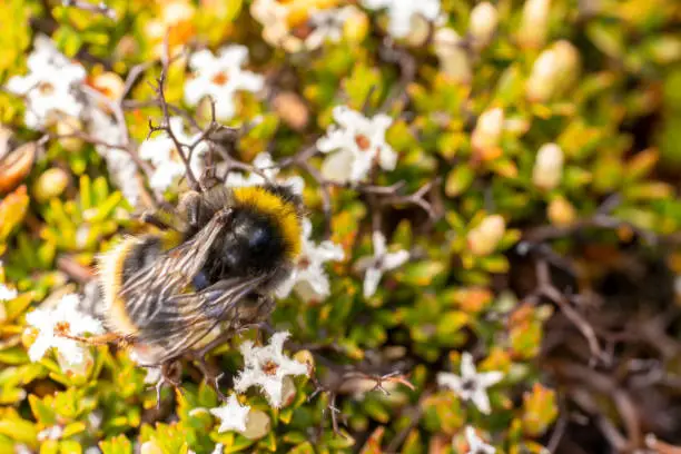 Bumble bee top down shot looking for a nectar inside tiny white flowers