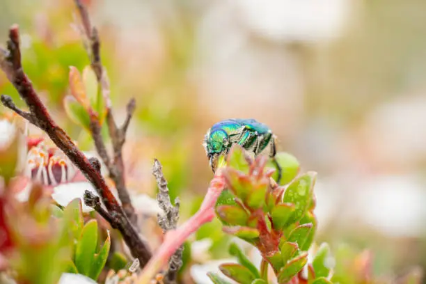 Metallic green beetle with white body hair sitting on a twig