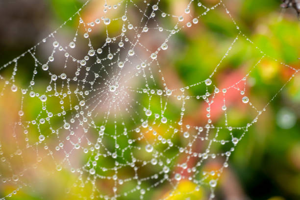istock Spider web with small droplets of water similar to shiny diamonds 1212651373