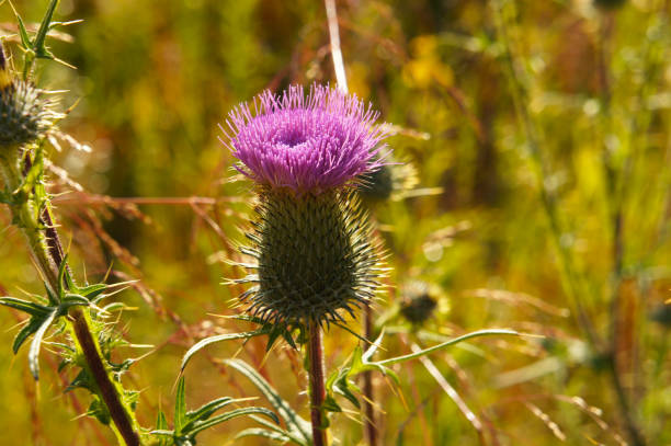 istock Onopordum acanthium or cotton thistle meadow plant 1212656627