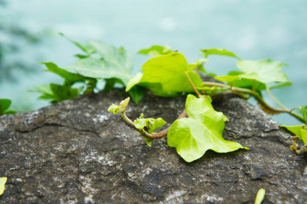Green hedera helix or common ivy plant on rock