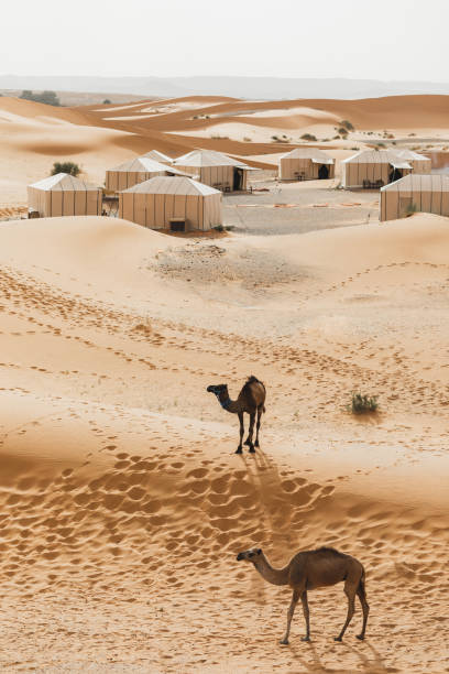 dwa wielbłądy w pobliżu współczesnego luksusowego obozu glampingowego na saharze maroka. wydmy wokół. wiele białych nowoczesnych namiotów ekologicznych. - outdoors tent tourism animals in the wild zdjęcia i obrazy z banku zdjęć