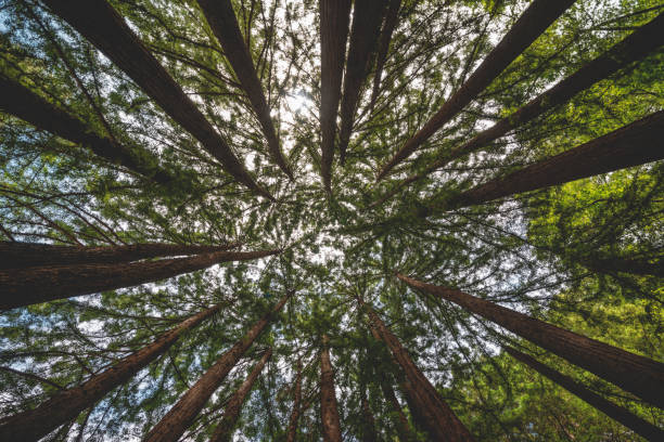 istock Wide angle from below looking up at massive and tall redwood tree forest 1212658776