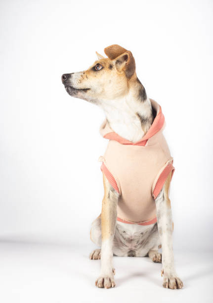 istock Mongrel dog sitting on white background looking aside waiting to be adopted. Adoption concept. Vertical image 1212658823