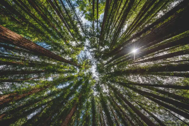 Photo of Low angle wide shot of tall redwood trees with sun beam between tree trunks