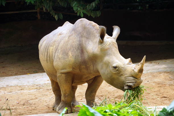 istock Rhino in Zoo 1212658946