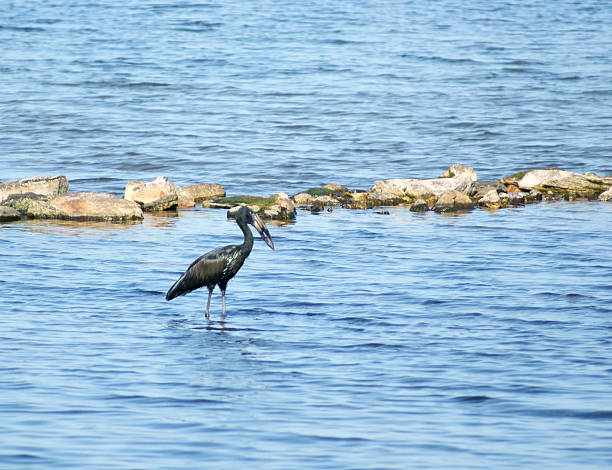 African Openbill in water scenery a bird in Uganda (Africa) named "African Openbill" in flat water with some stones african openbill anastomus lamelligerus stock pictures, royalty-free photos & images