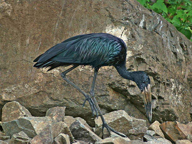African Openbill in stony back sideways shot of a bird named "African Openbill" in Uganda (Africa) in stony back african openbill anastomus lamelligerus stock pictures, royalty-free photos & images