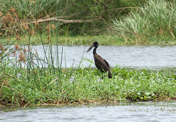 riverside scenery with African Openbill riverside scenery including a bird named "African Openbill" in Uganda (Africa) african openbill anastomus lamelligerus stock pictures, royalty-free photos & images