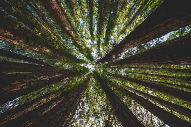 istock Wide angle between massive redwood tree trunks looking up at lush green treetop foliage 1212659986