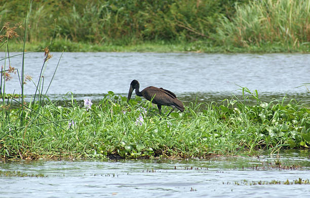African Openbill in Uganda riverside scenery with a bird named "African Openbill" in Uganda (Africa) african openbill anastomus lamelligerus stock pictures, royalty-free photos & images