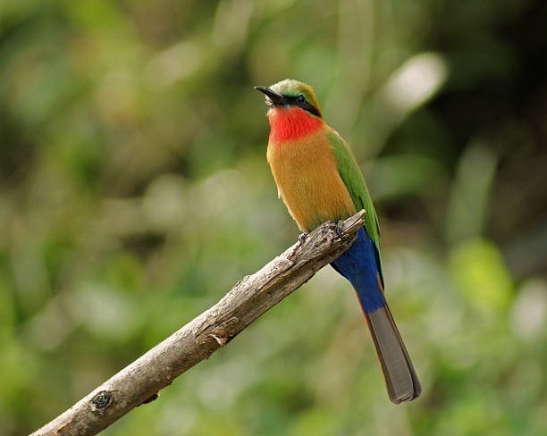istock colorful Bee-eater on a twig in green vegetation 121266020