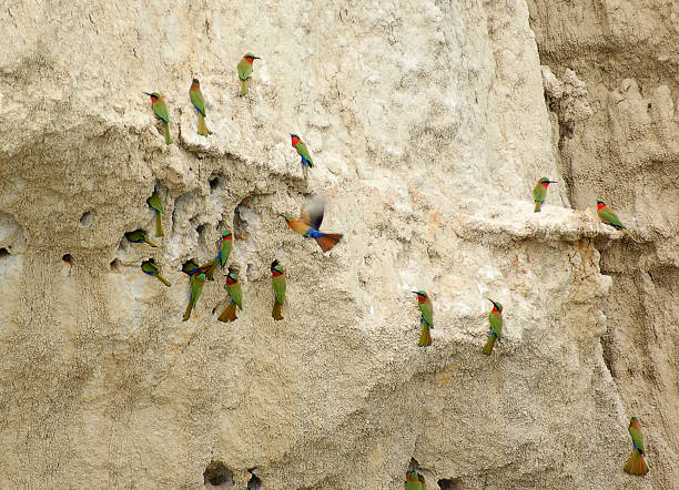 istock lots of Bee-eaters in Uganda 121266022