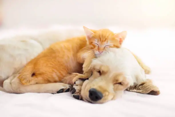 Photo of Cat and dog sleeping. Puppy and kitten sleep.