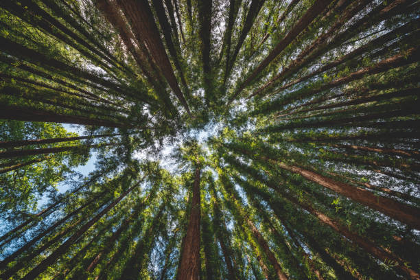 istock Wide angle looking up at tall redwood trees with it lush green canopy treetops 1212661047