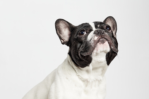 primer plano de un Bulldog francés mirando hacia arriba en el fondo blanco photo