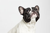close up of a French Bulldog looking up on white background
