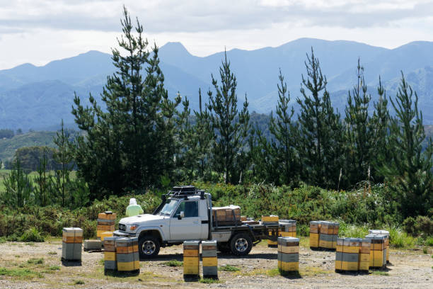 Beekeeper tending beehives in a pine forest in New Zealand. Motueka, Tasman/New Zealand - December 10, 2019: Beekeeper wearing a protective suit tending beehives in a pine forest in New Zealand. beehive new zealand stock pictures, royalty-free photos & images