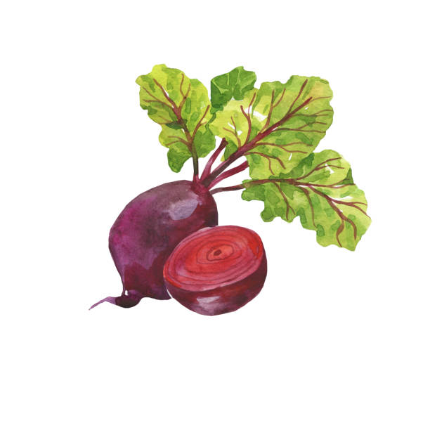 Watercolor illustration of a red beetroot. Vegetables, harvest. Isolated on a white background. Healthy food, organic food, vegetarian. Watercolor illustration of a red beetroot. Vegetables, harvest. Isolated on a white background. Healthy food, organic food, vegetarian. brassica rapa stock illustrations