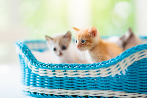 chaton dans les mains d’homme. chat et propriétaire. - 11705 photos et images de collection