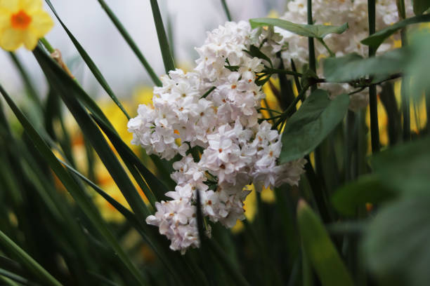 istock white lilac flowers close up 1212663148
