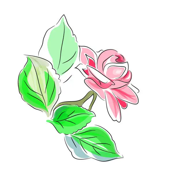 Vector illustration of Garden balsam, Rose flower. Vector transparent flower cartoon style, black outline, element for decoration of books, greeting cards, print on clothes, scrapbook Isolated on white background.