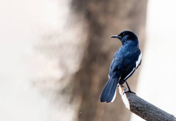 Close up Oriental Magpie Robin Perched on Branch Isolated on Background with Copy Space Closeup Oriental Magpie Robin Perched on Branch Isolated on Background with Copy Space oriental magpie robin bird copsychus saularis perching on a branch stock pictures, royalty-free photos & images