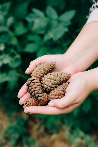 istock beautiful collected pine cones in hands in a pine forest 1212664211
