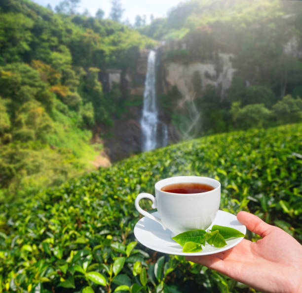 White cup with tea in hand on background of green tea plantation and mountain waterfall on Sri Lanka stock photo