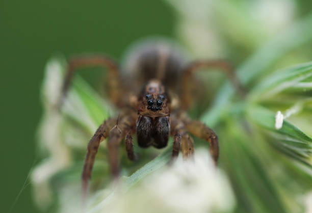 istock Hunting spider sitting on a green leaf. Partial focus on the eyes 1212665056