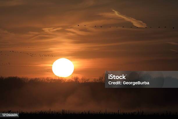 Foto de Pôrdosol e mais fotos de stock de Agricultura - Agricultura, Amarelo, Bando de Pássaros