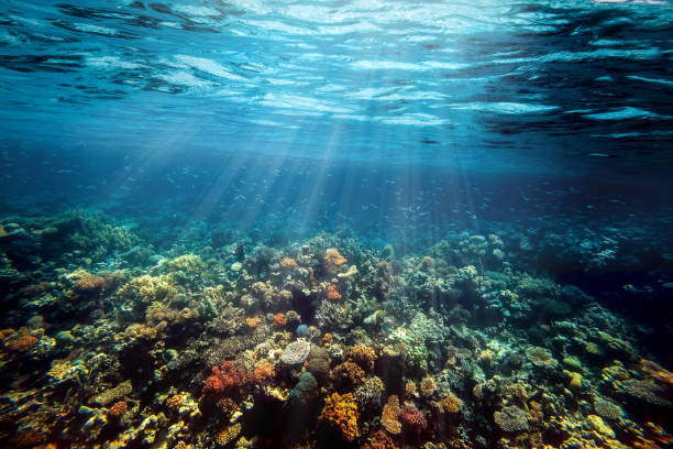istock a Underwater coral reef on the red sea 1212666827