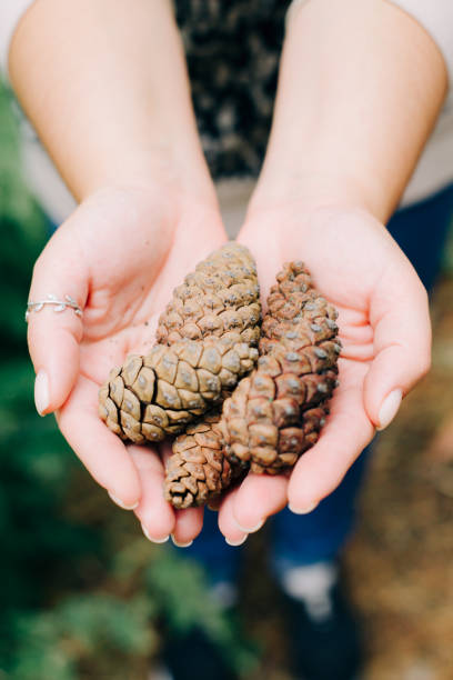 istock beautiful collected pine cones in hands in a pine forest 1212666845